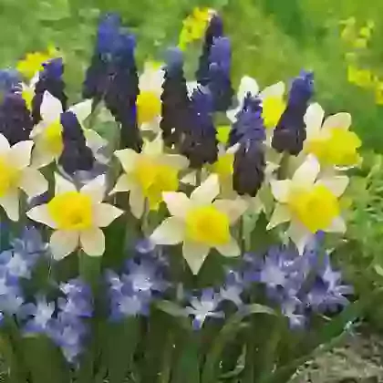 Flower Border Collections